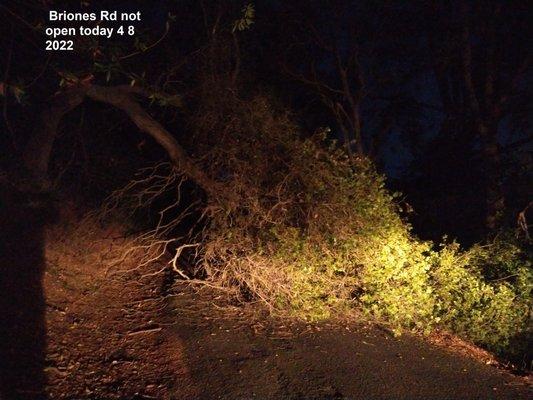 briones rd martinez, ca not open big pine tree down on the rd as of 555am 4  8 2022 photos @ https://imgur.com/a/rPQCq80