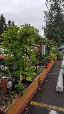 The landlord was happy to have a community garden- everyone loves it