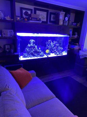 Acrylic 180 gallon saltwater collectors tank