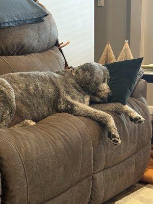 Enzo fast asleep at home after a fun day at Day Camp at Diamond Kennel!