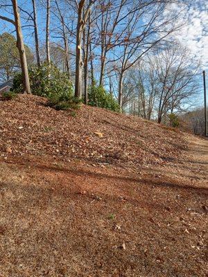 After Payless cleared all the invasive Bradford Pear tree.