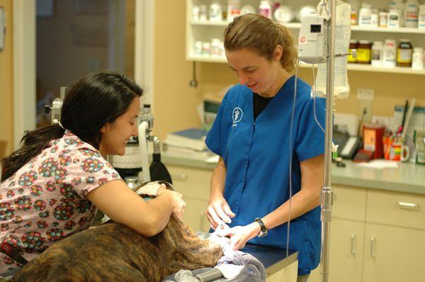 Veterinary Anesthesia - Nipomo, Santa Maria, and Orcutt