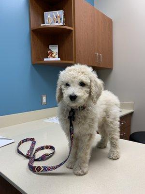 Goldendoodle