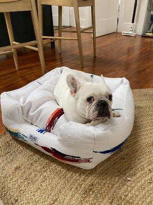 Boogie enjoying her new bed!