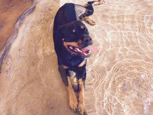 Camper staying cool in the splash pond.....he doesn't even know it's the small dog side!