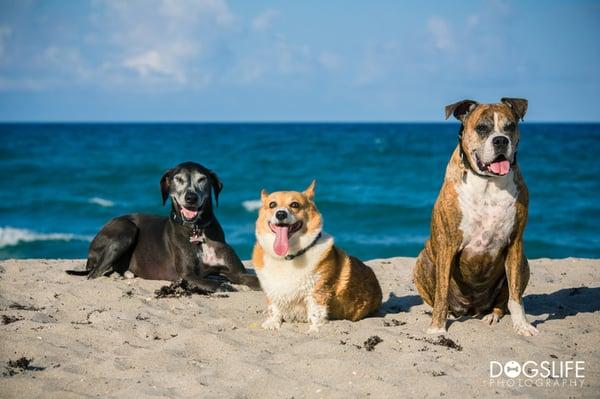 Having fun at the Jupiter Beach Dog Park!