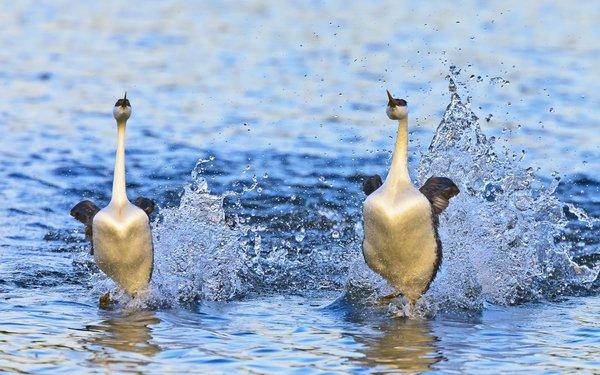 Grebe pair "rushing" towards us