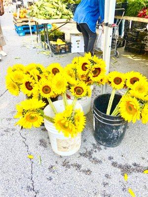 Fresh Sunflowers October 2021