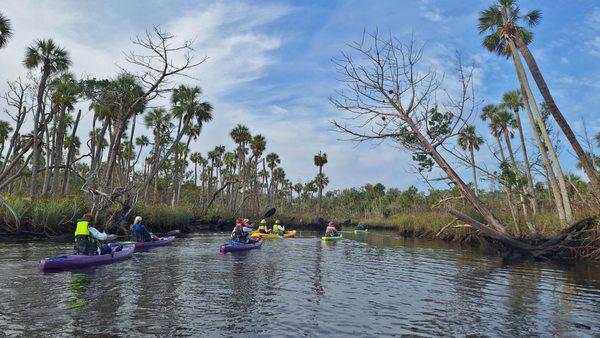 Chassahowitzka River Wildlife Observation