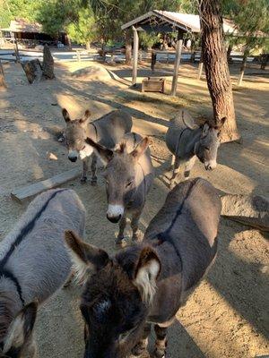 Friendly donkeys