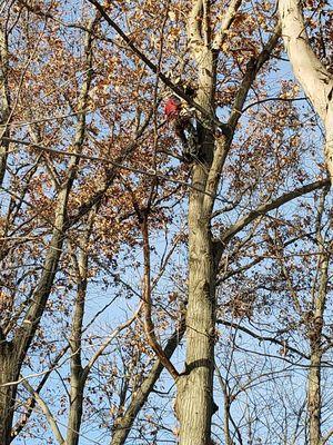 We often top trees with large tops to protect future crops