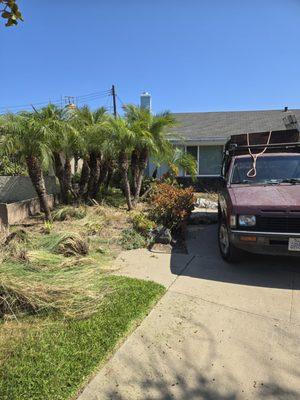 Before pic of a tree trimming and clean up