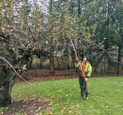 Ornamental or fruit tree pruning