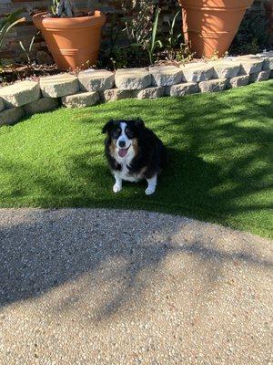 LaCie in front yard after grooming  Great job, smell so nice!