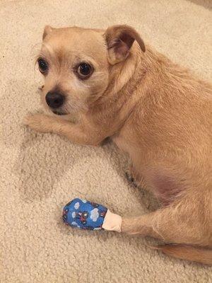 Baramee got a cute little bandage on his hurt foot. They took great care of our aegy!