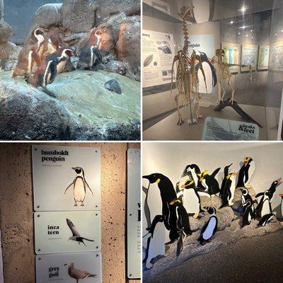 Penguin Exhibit