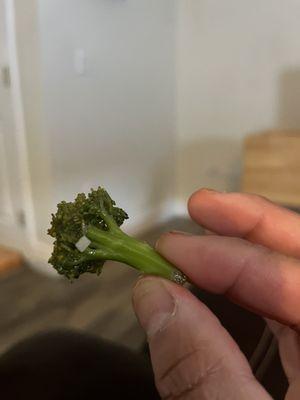 Sad looking piece of broccoli with the life cooked out of it.