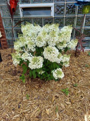 Bobo hydrangea