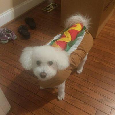 Lucky, ready to go trick-or-treating.