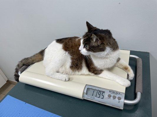 My kitty getting weighed