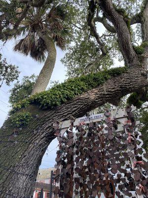 Photo op under their love tree!