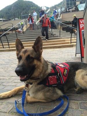 PTSD/ TBI Service dog in training