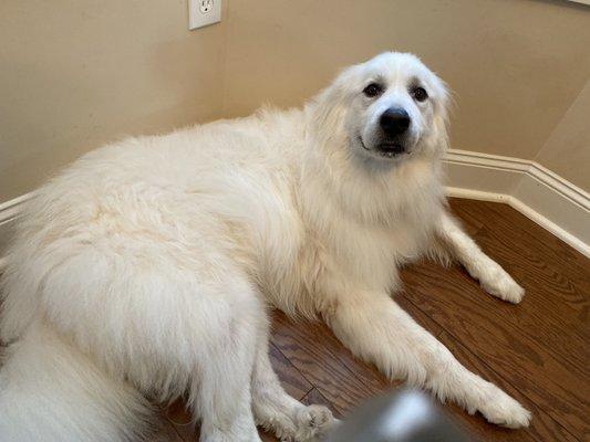 Aspen, my great pyr