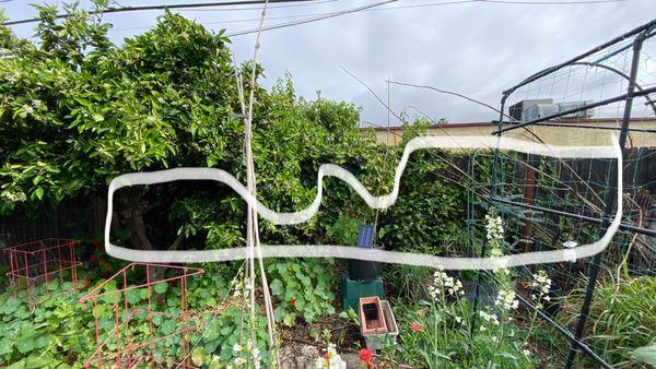 Circled in white is the ivy to be removed on the fence.