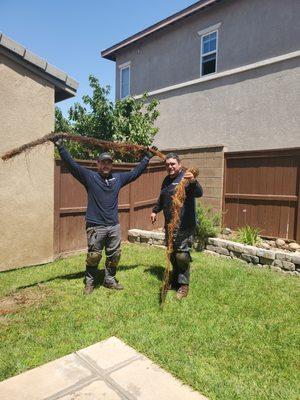 Palm roots pulled and cut out of a drain.  Hard at work they didnt give up!