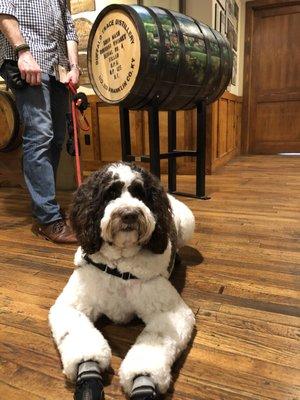 Looking like a million bucks for our visit to Buffalo Trace. So many people came up to snuggle him- glad he was freshly bathed!