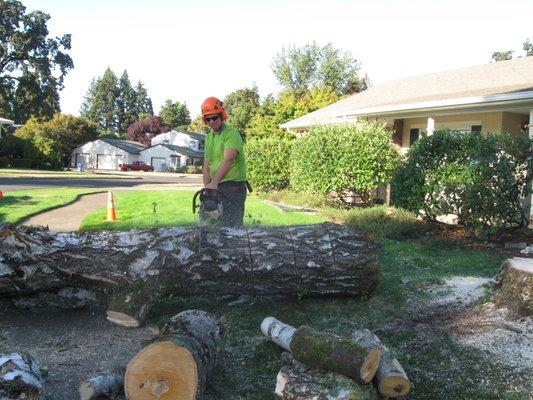 Birch Tree removal in Eugene. The tree was infested with Bronze Birch Borer and damaged by the 2016 ice storm.