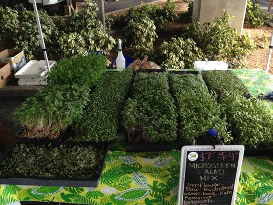 Variety of microgreens