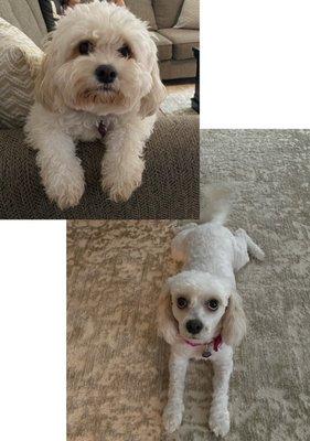 Top is before bottom after they groomed her