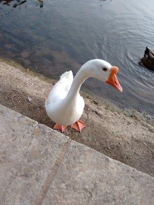 The Chinese white geese used to inhabit this pond. They've been gone for a while apparently :(