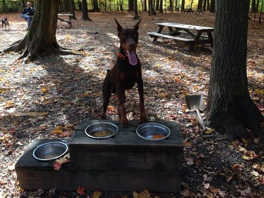 Dog bowls for water