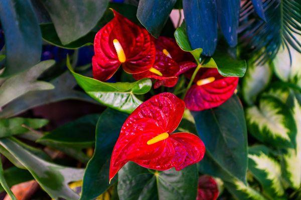 Check out our flowering indoor plants.