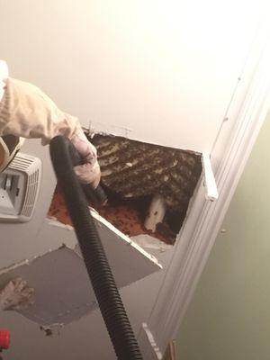 Large hive in ceiling