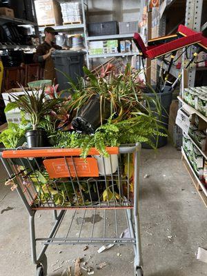 Cart full of plants hidden in the back of the garden center sad tragic plants come on homedepot do better Wasteful!