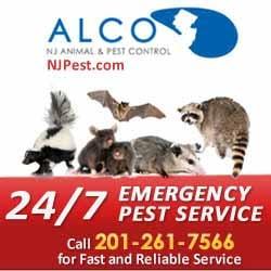 24 Hour Emergency Pest Control, Pest Removal Pest Extermination Service NJ