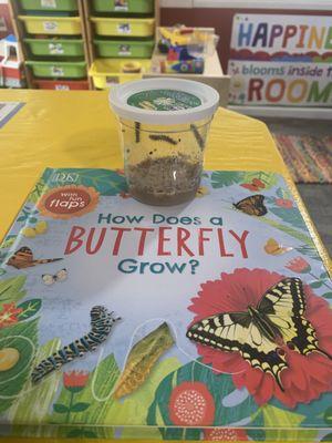 Butterfly Theme-children  enjoy seeing the process of our butterfly's as we discover the life cycle in  books, creativity and sensory areas.