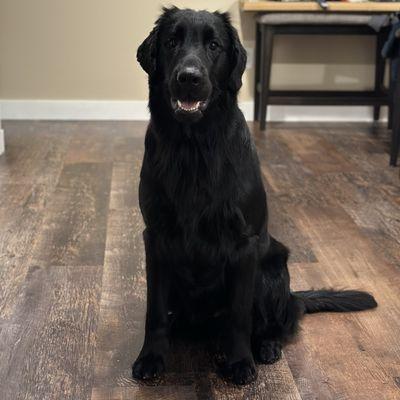 All handsome after his grooming at Young Grooming