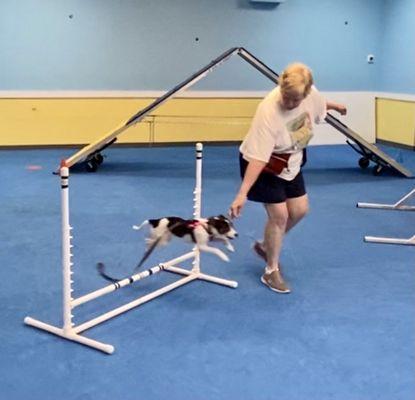 Puppy agility at Canines At Training!