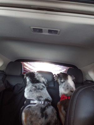 Dogs watching the car wash!