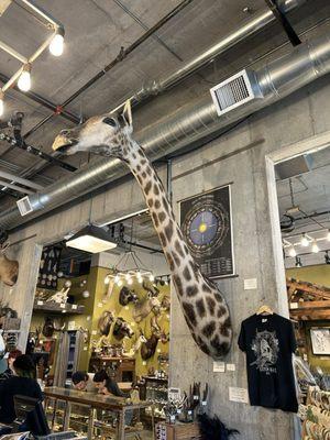 Giraffe taxidermy