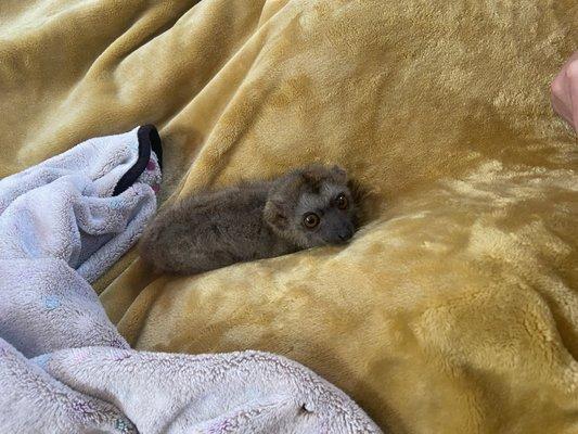 Baby lemur