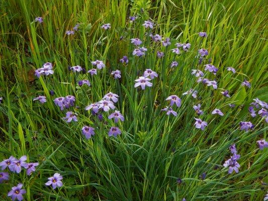 Blue-Eyed Grass