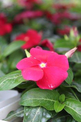 Amazing red Cora XDR Vinca!