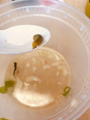 In my Won Ton soup.  I don't normally like insects in my food. I was disgusted to find this. DON'T EAT HERE!