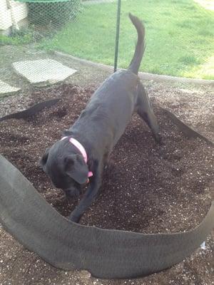 100 Gallon Dirt Pots make great raised beds ... "Lab" tested strength