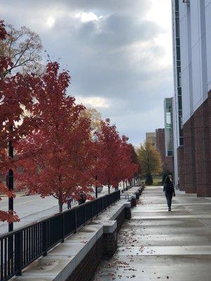 The walk to classes in the fall